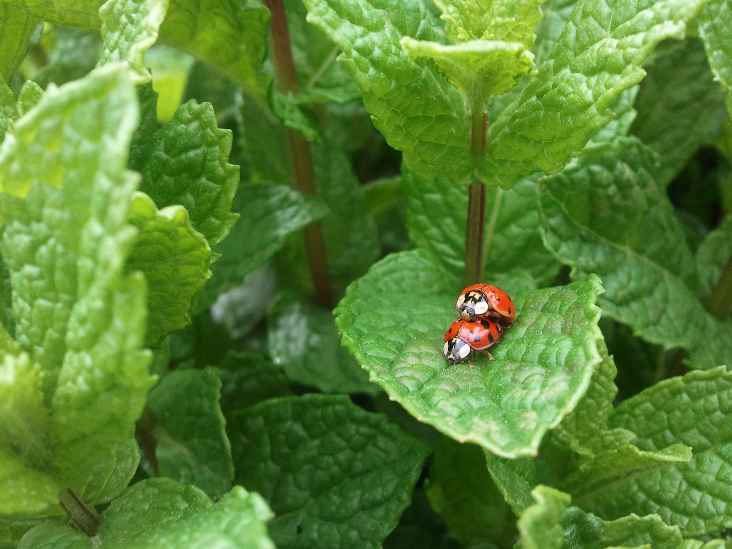 햇녹차잎이 상큼한 생태원의 아침입니다.